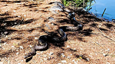 NC Man Reaches for Hose, Almost Grabs Black Snake Instead